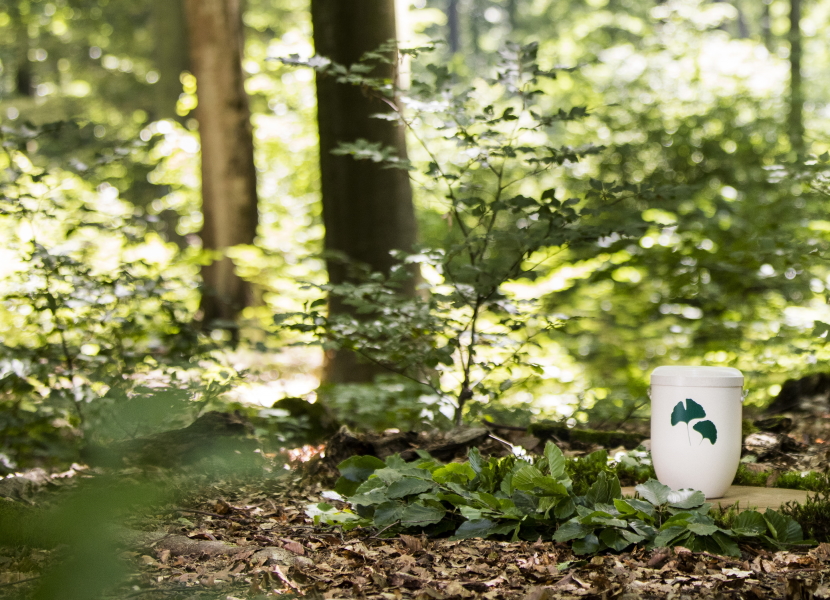 Newsbild_FriedWald_Webinar_April_2024_830x600 Newsbild_FriedWald_Webinar_April_2024_830x600